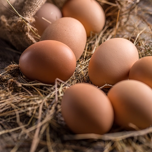 Œufs - Des œufs frais et savoureux pour une alimentation saine