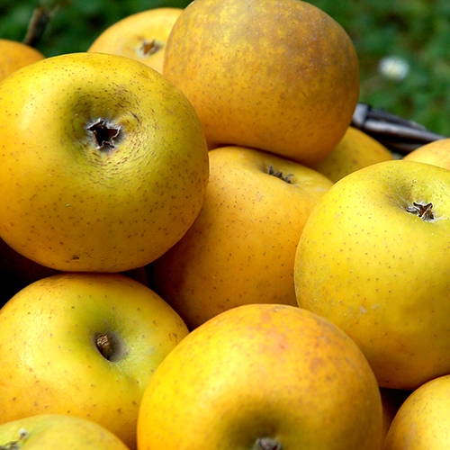 Pommes jaunes Daliclasse 3 année de converssion Bio 500g