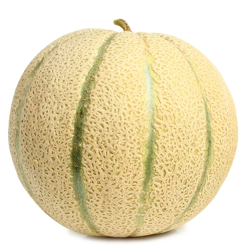 Melon Bio petit