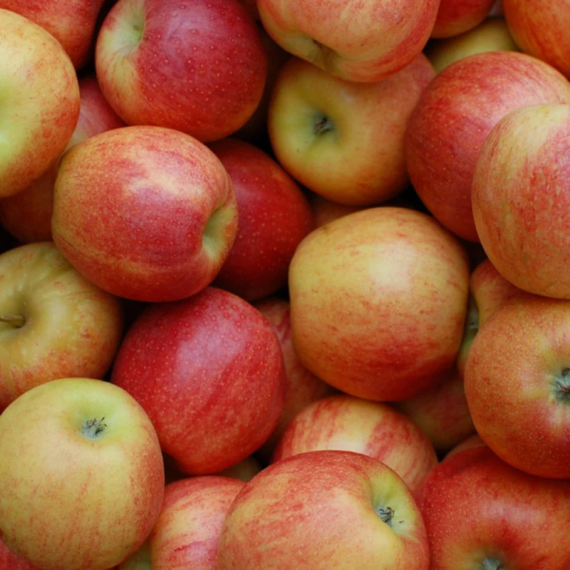 Pommes Dalinette 3 année de conversion Bio (500g)