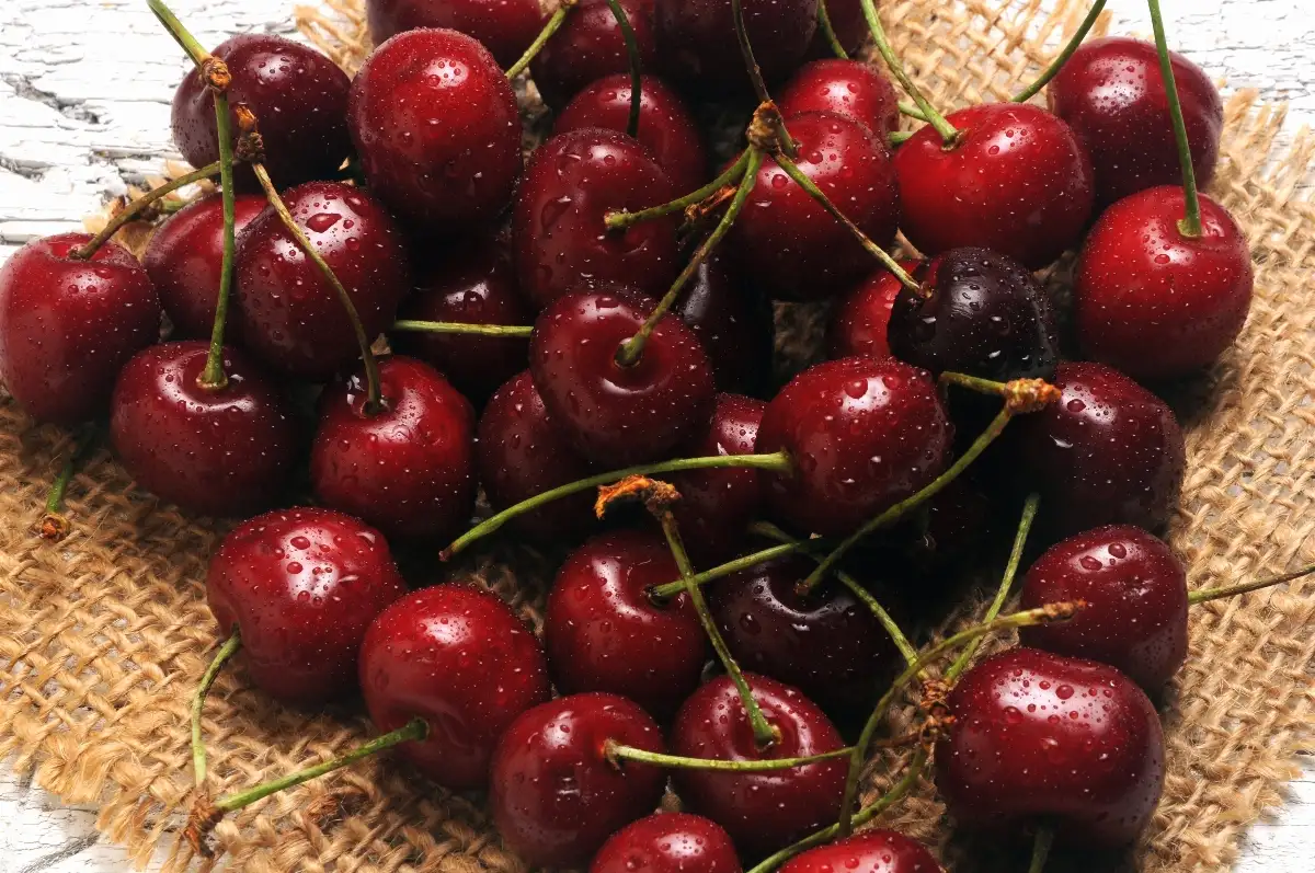 Cerise bio "Burla" (400g)