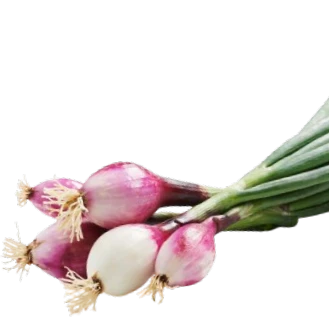 Oignons tendres Rouge Bio (la botte)