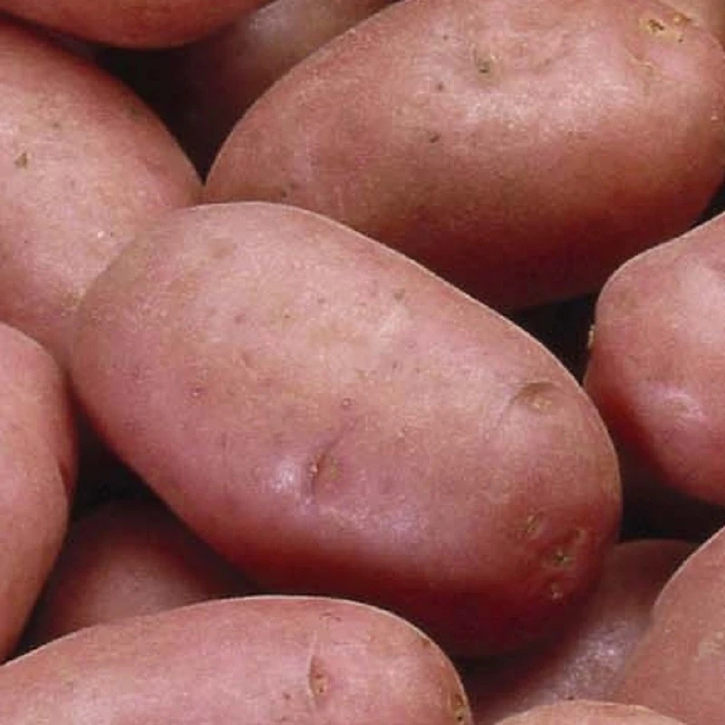 Pommes de terre nouvelles Rosabelle (500g)